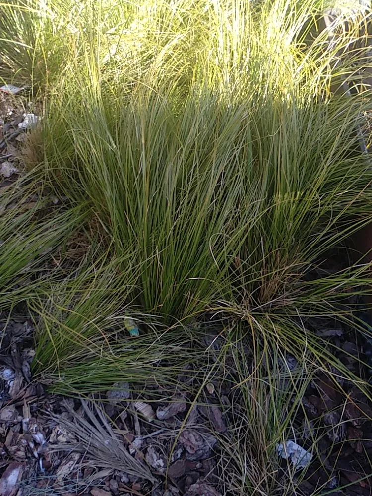 nolina texana plant showing characteristic features