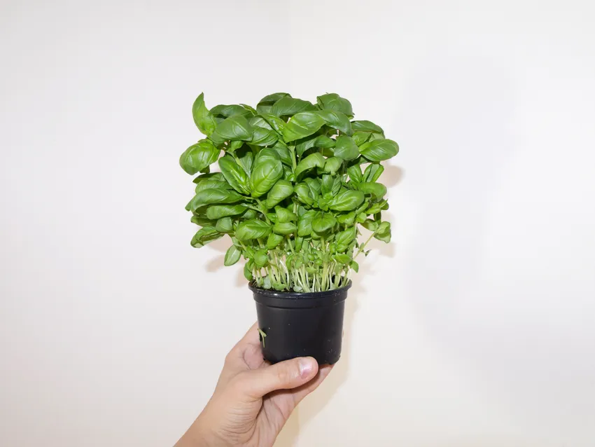 Plante ocimum basilicum montrant ses caractéristiques typiques