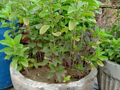 thumbnail ocimum tenuiflorum