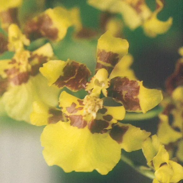 oncidium altissimum plant showing characteristic features