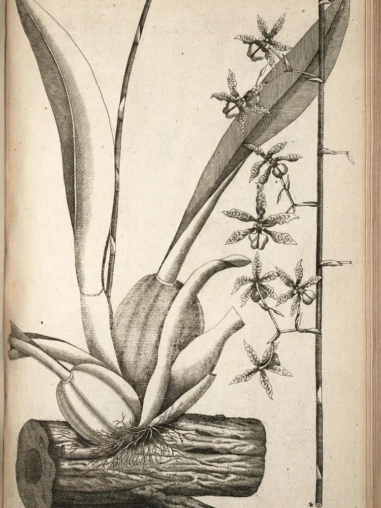 oncidium altissimum plant showing characteristic features