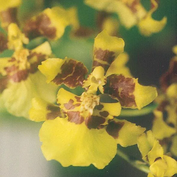 oncidium altissimum plant showing characteristic features