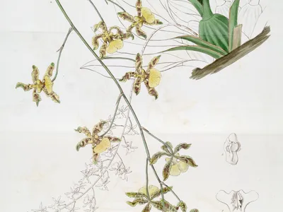 thumbnail oncidium altissimum