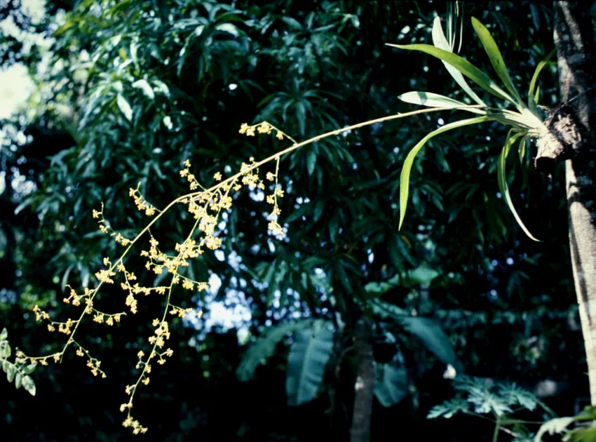 oncidium baueri plant showing characteristic features