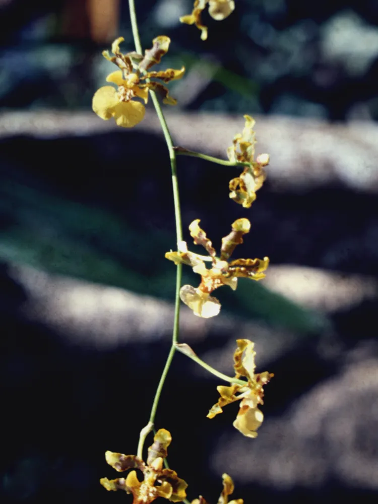 oncidium baueri plant showing characteristic features