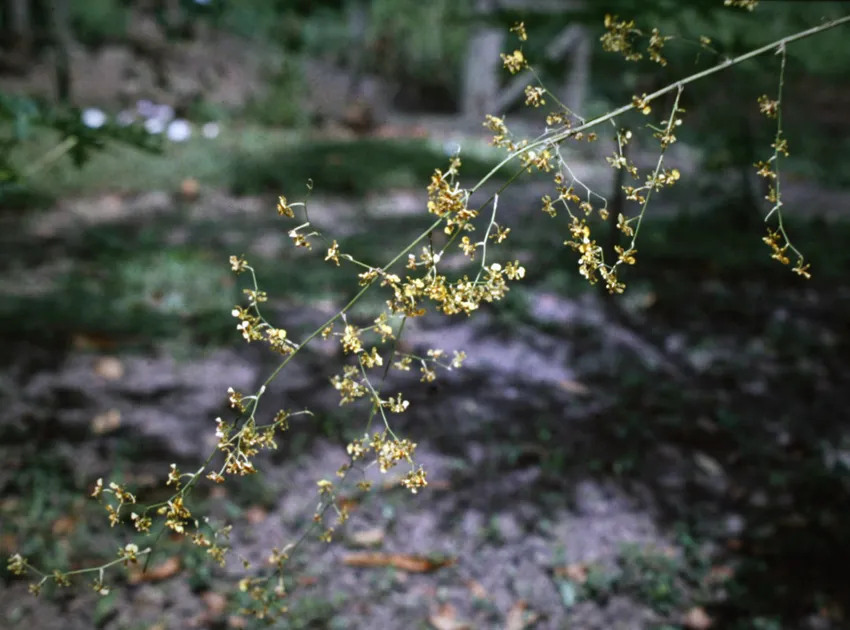 oncidium baueri plant showing characteristic features