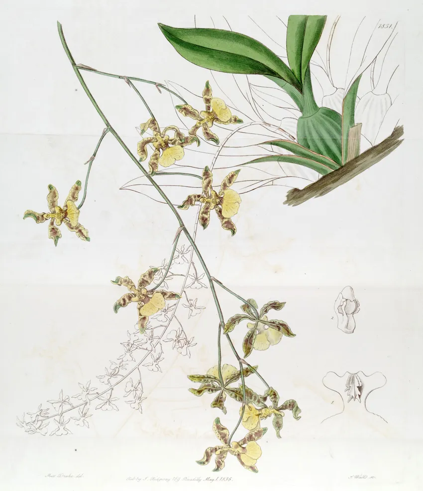 oncidium baueri plant showing characteristic features