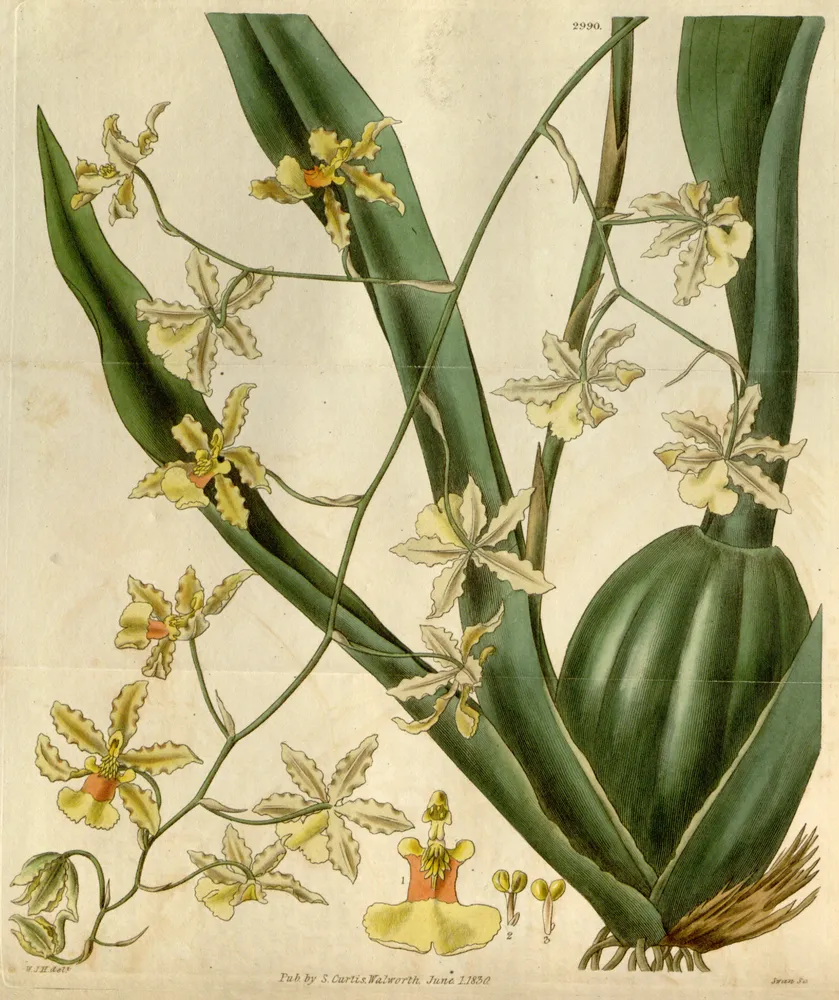 oncidium baueri plant showing characteristic features