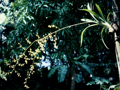 thumbnail oncidium baueri