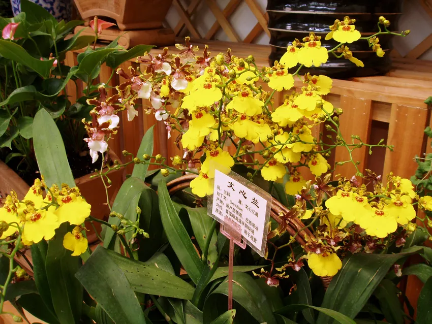 oncidium flexuosum plant showing characteristic features