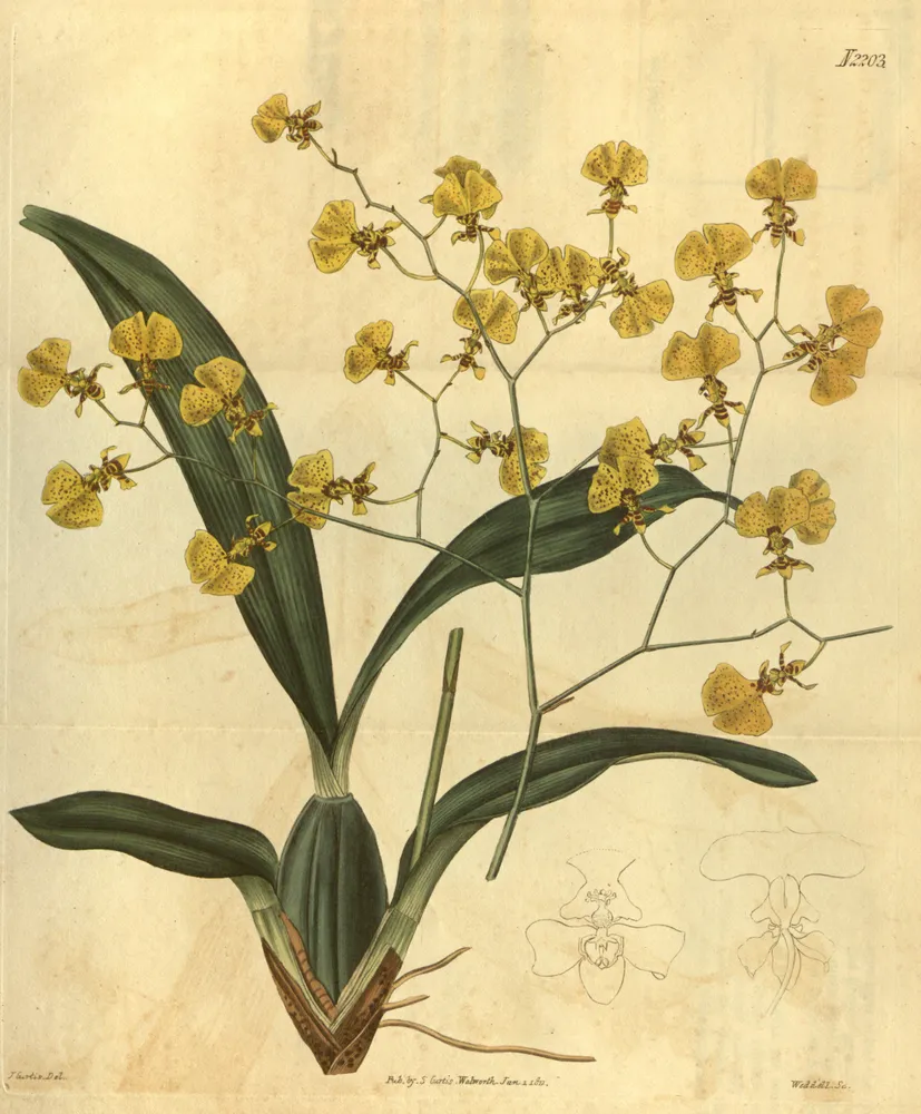 oncidium flexuosum plant showing characteristic features