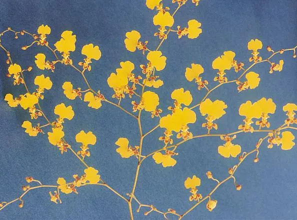 oncidium flexuosum plant showing characteristic features