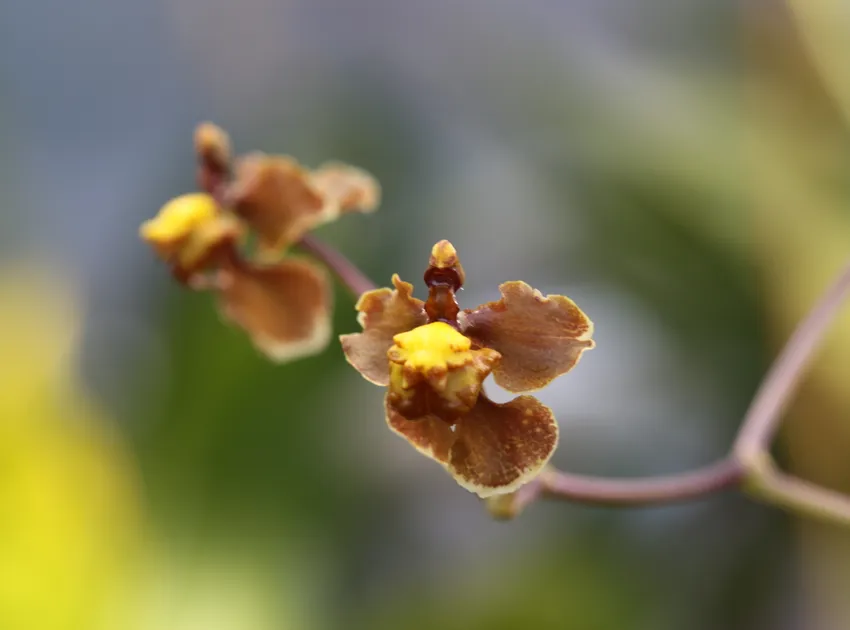 oncidium flexuosum plant showing characteristic features