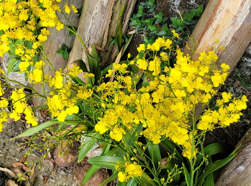 oncidium flexuosum plant showing characteristic features