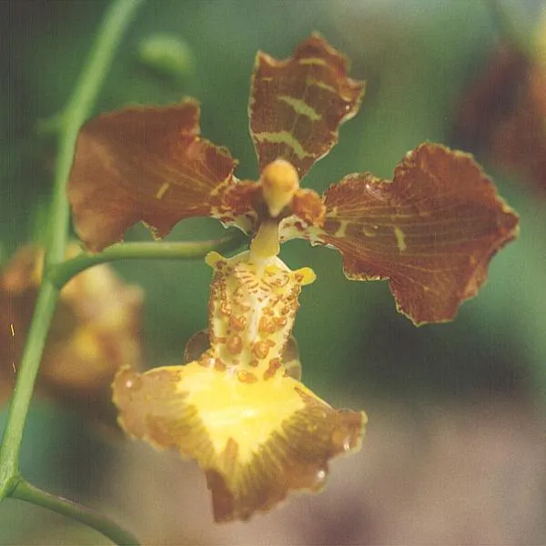 oncidium forbesii plant showing characteristic features