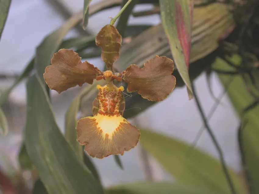 oncidium forbesii plant showing characteristic features