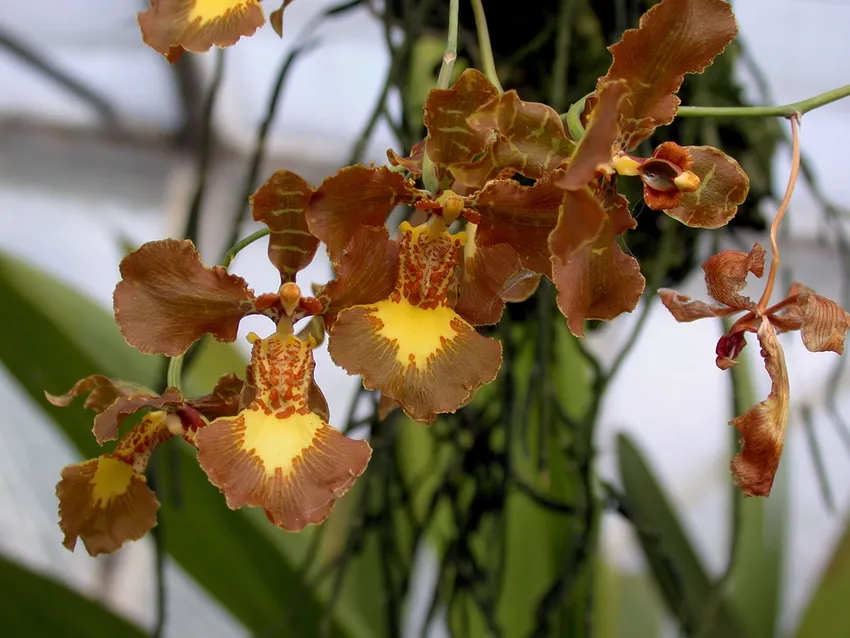 oncidium forbesii plant showing characteristic features