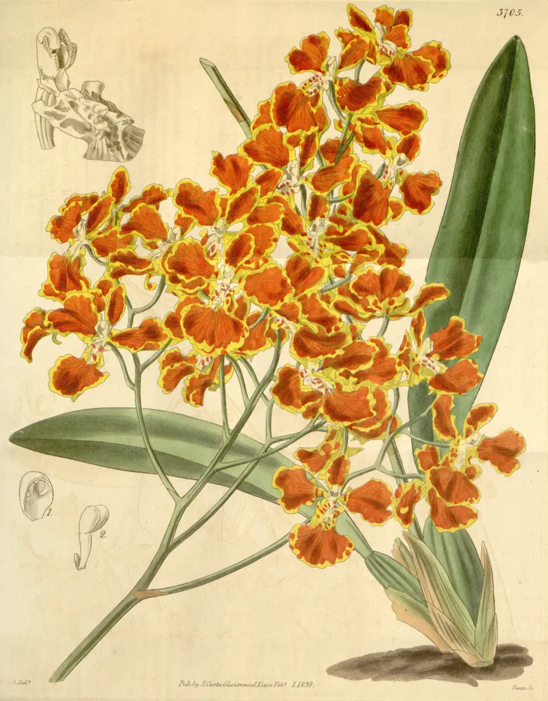 oncidium forbesii plant showing characteristic features