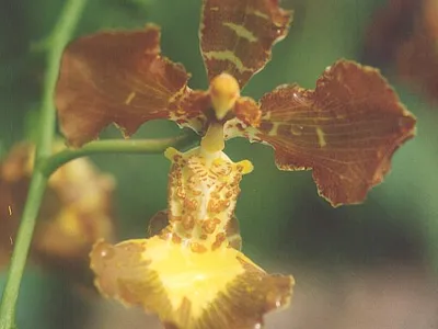 thumbnail oncidium forbesii