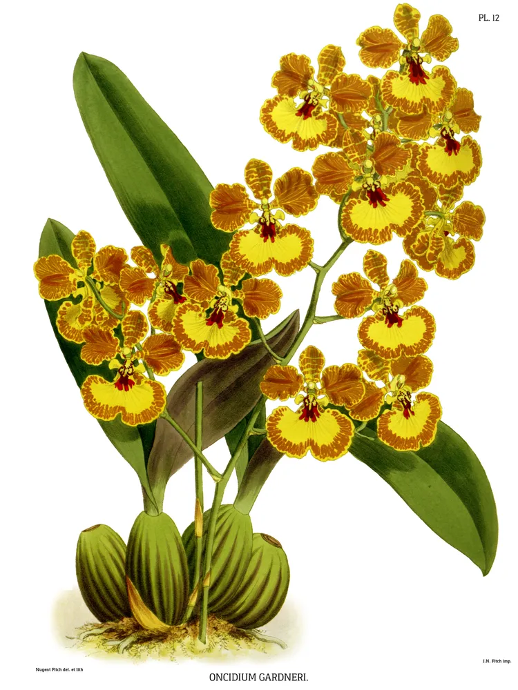 oncidium gardneri plant showing characteristic features