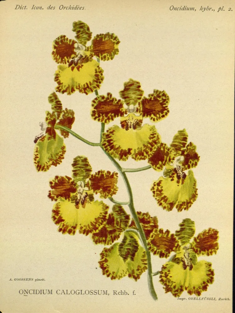 oncidium gardneri plant showing characteristic features