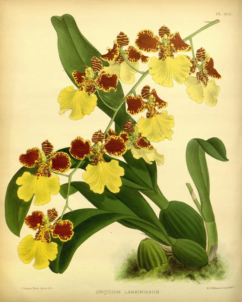 oncidium gardneri plant showing characteristic features