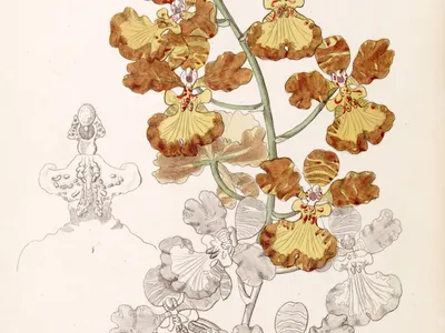 thumbnail oncidium gardneri
