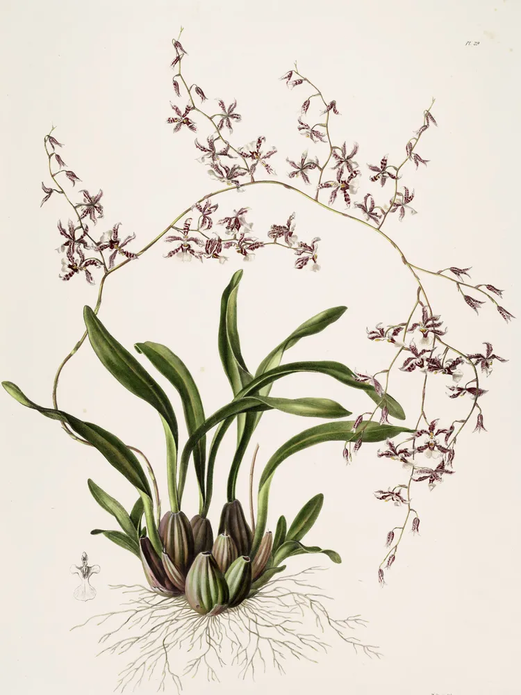 oncidium incurvum plant showing characteristic features