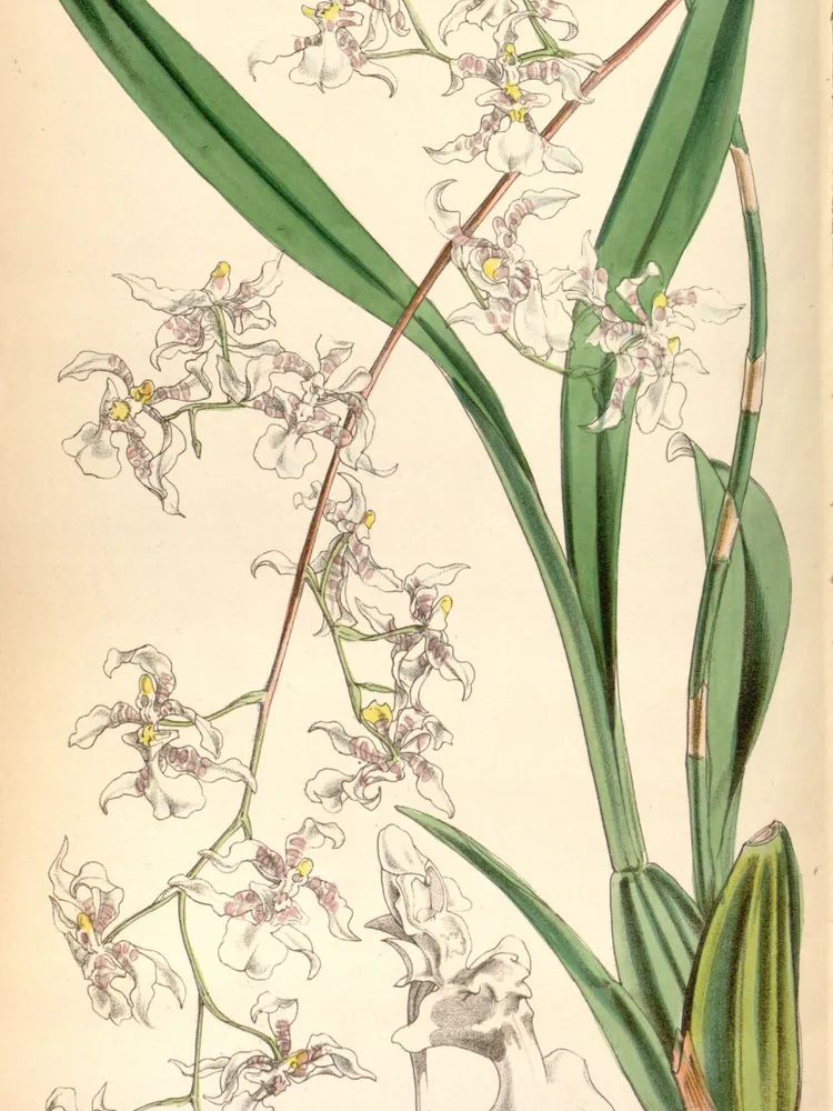 oncidium incurvum plant showing characteristic features