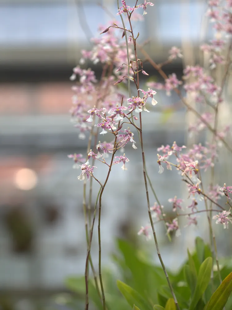 oncidium incurvum plant showing characteristic features