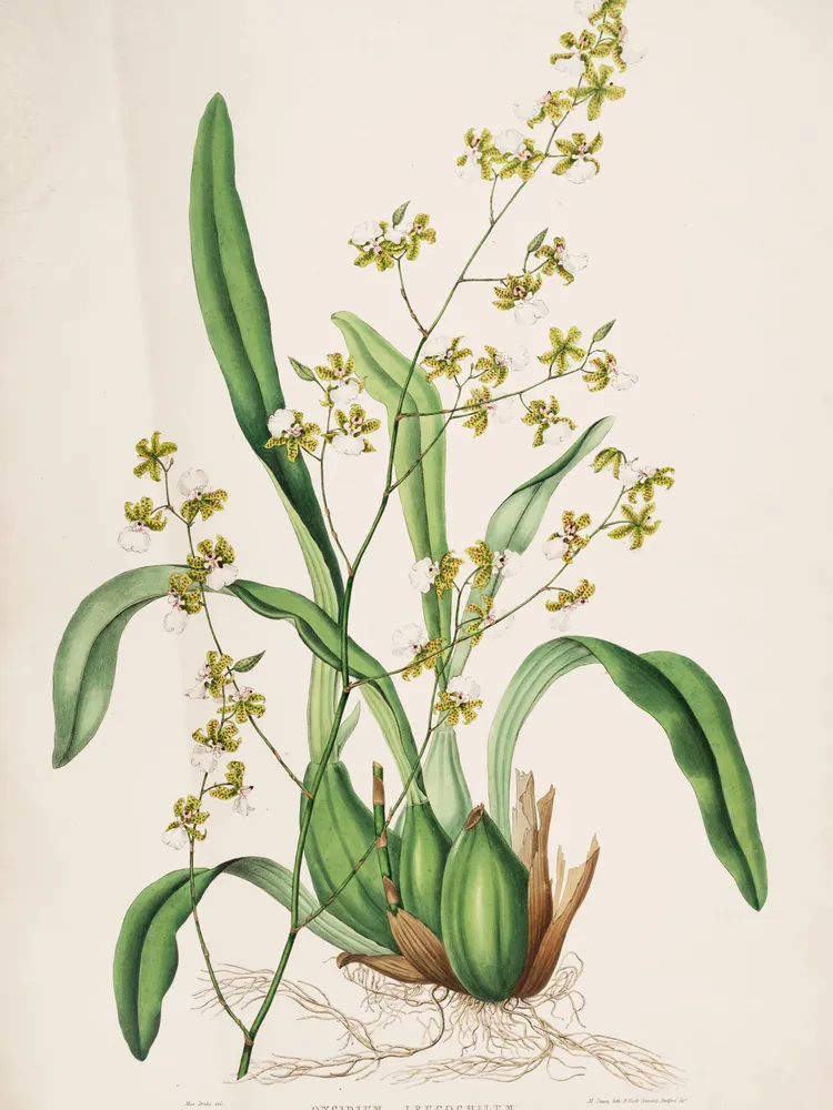 oncidium leucochilum plant showing characteristic features