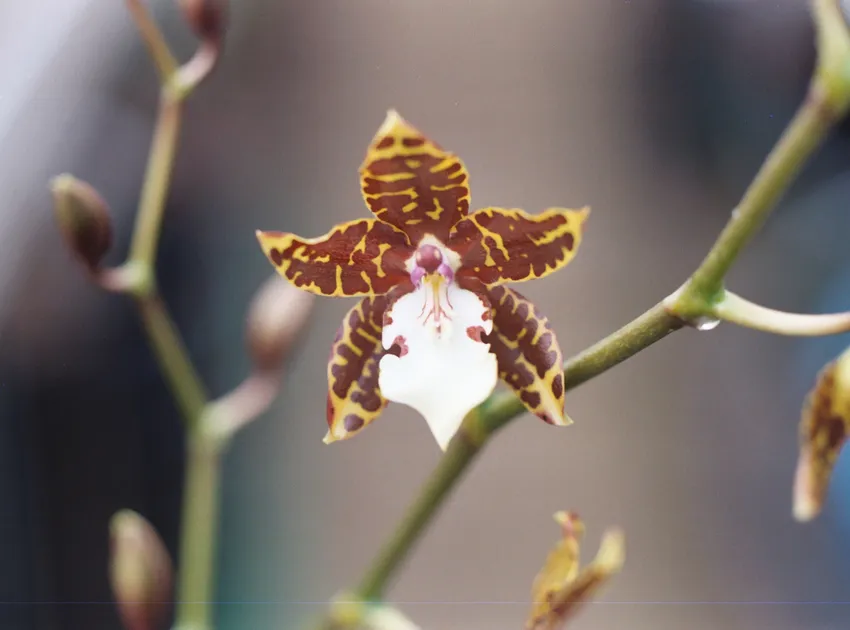 oncidium leucochilum plant showing characteristic features
