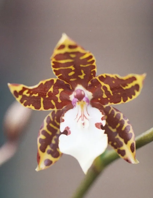 oncidium leucochilum plant showing characteristic features