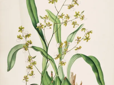 thumbnail oncidium leucochilum