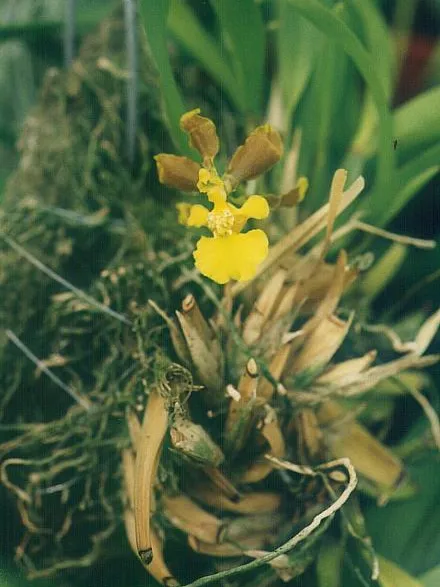 oncidium longipes plant showing characteristic features