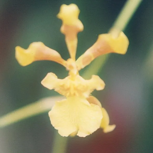 oncidium longipes plant showing characteristic features