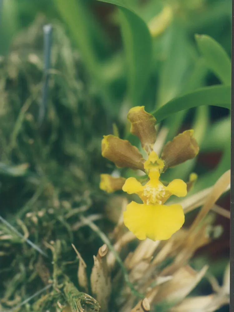 oncidium longipes plant showing characteristic features