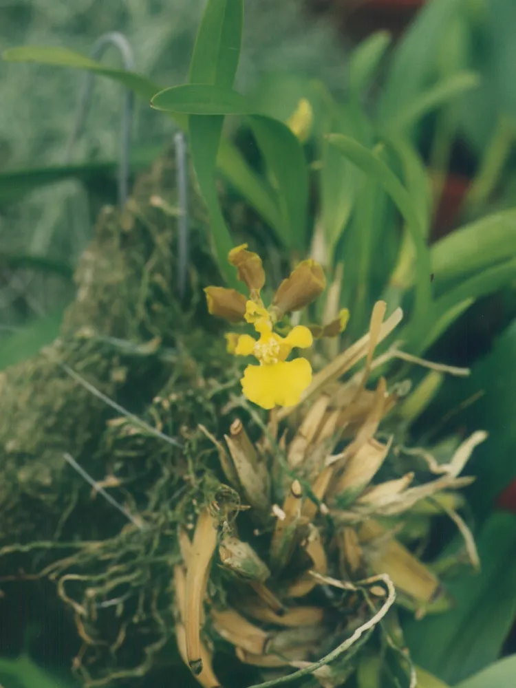 oncidium longipes plant showing characteristic features