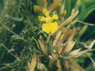thumbnail oncidium longipes