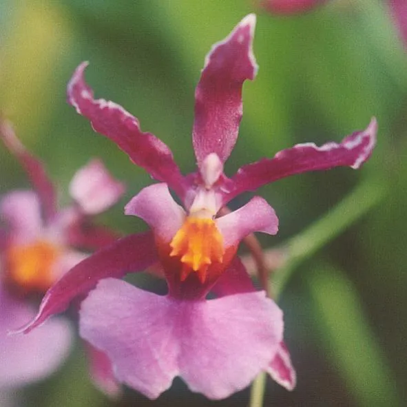 oncidium ornithorhynchum plant showing characteristic features
