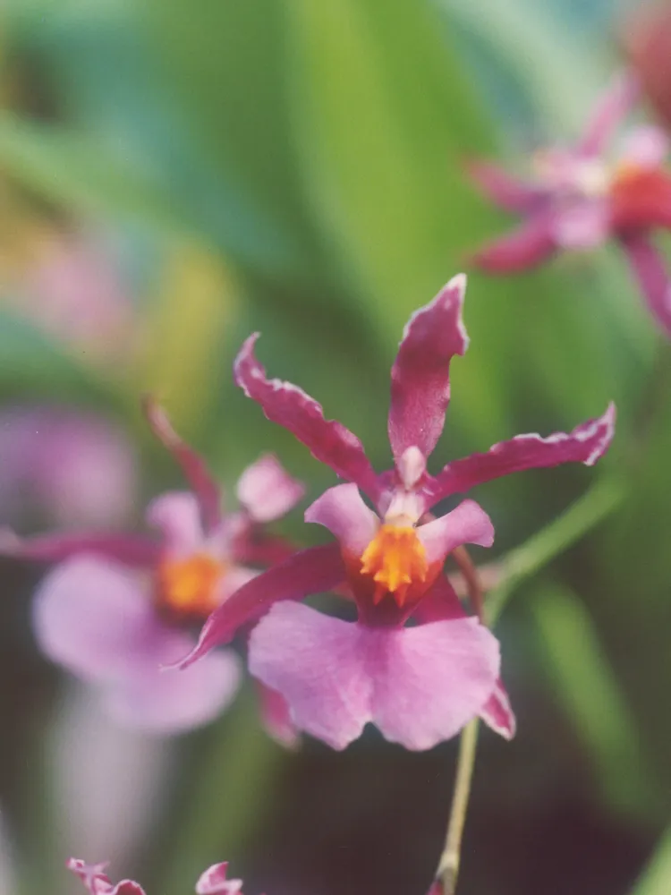 oncidium ornithorhynchum plant showing characteristic features