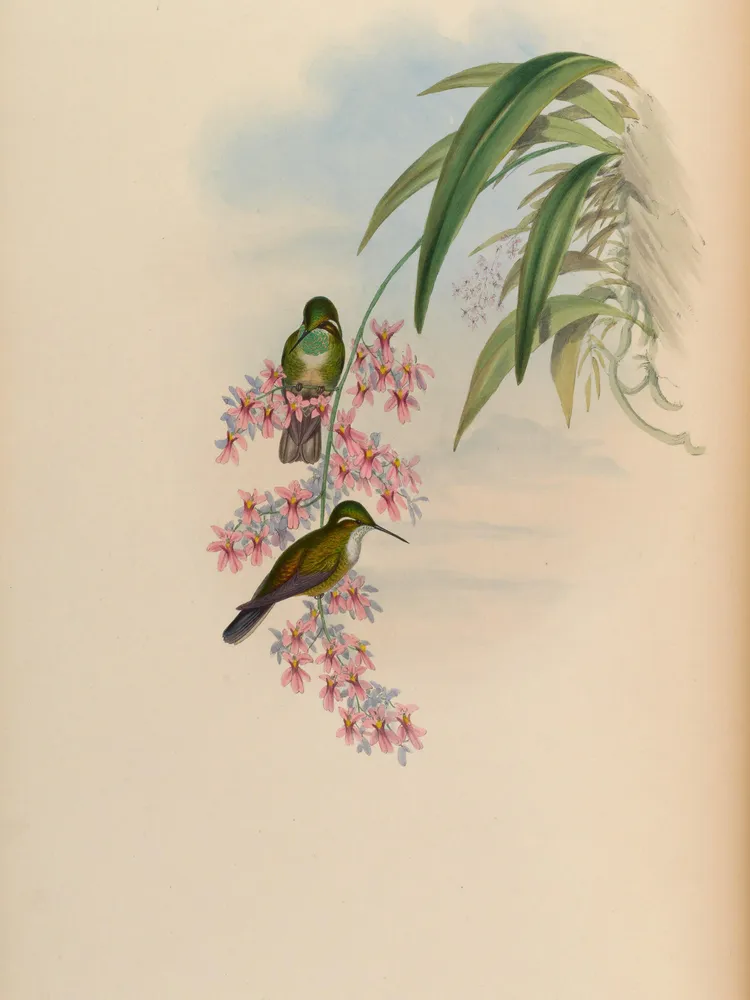 oncidium ornithorhynchum plant showing characteristic features