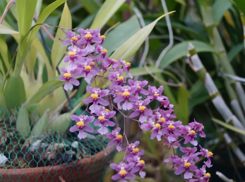 oncidium ornithorhynchum plant showing characteristic features