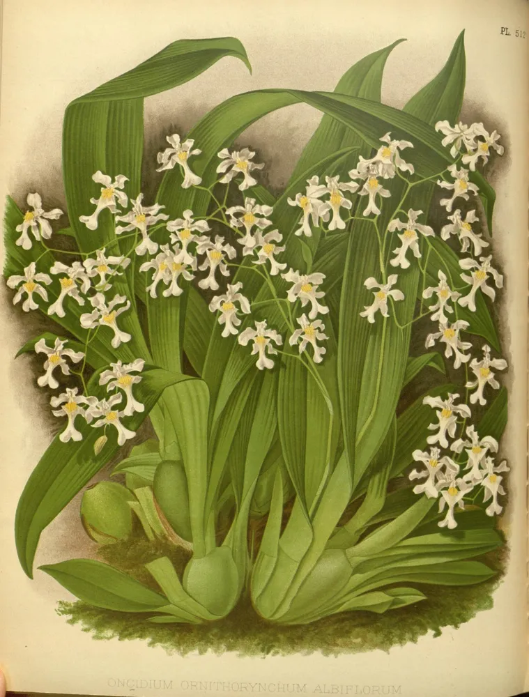 oncidium ornithorhynchum plant showing characteristic features