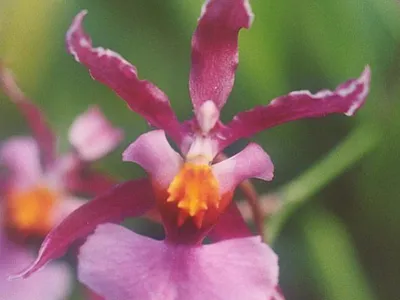 thumbnail oncidium ornithorhynchum
