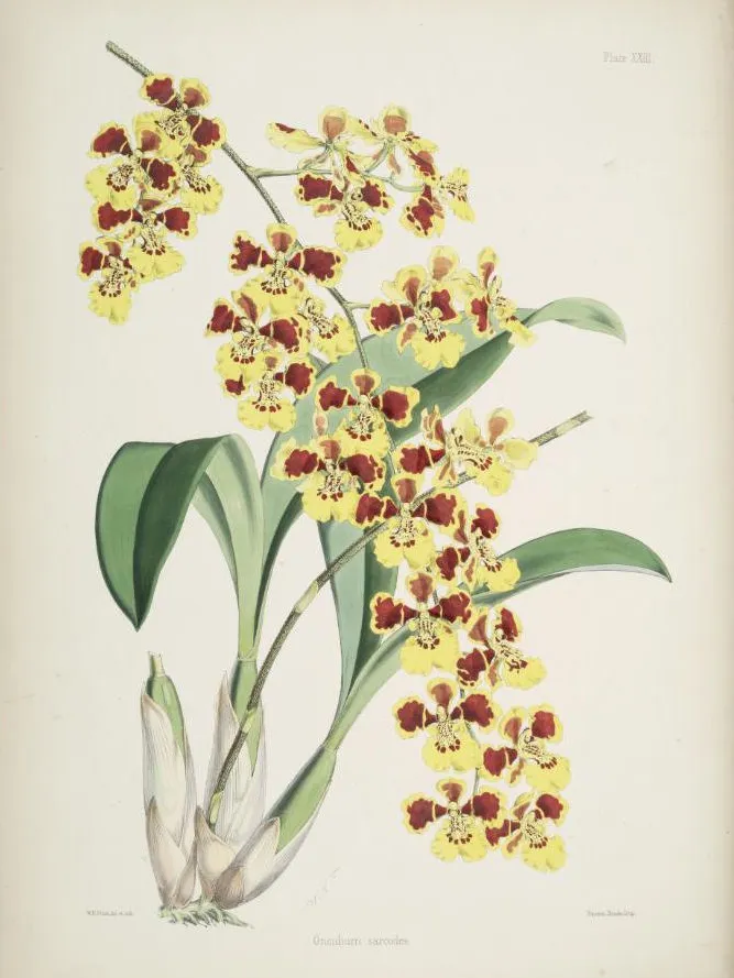 oncidium sarcodes plant showing characteristic features
