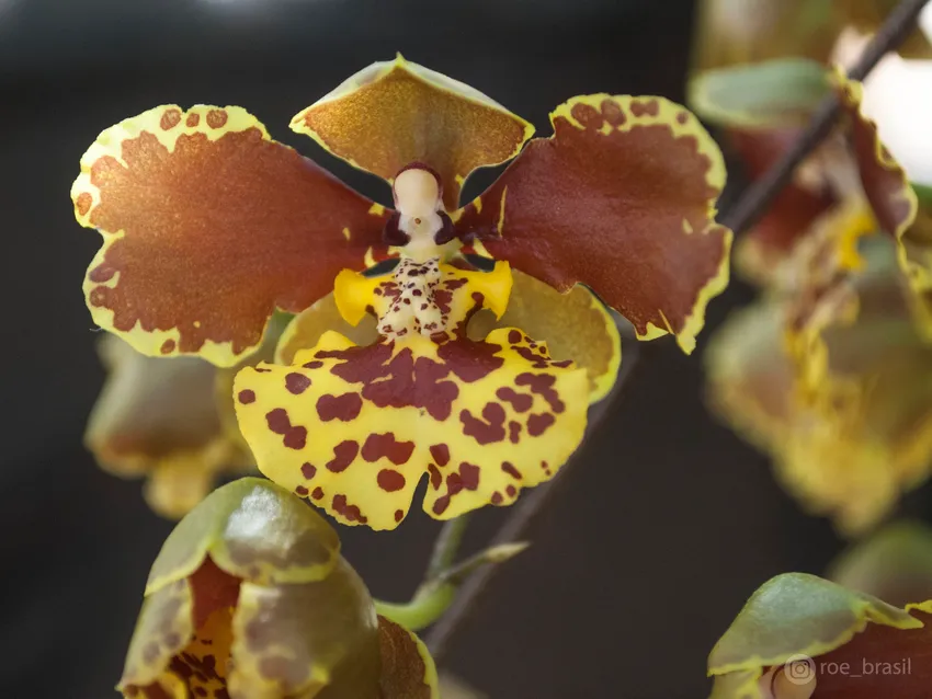 oncidium sarcodes plant showing characteristic features