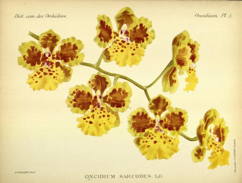 oncidium sarcodes plant showing characteristic features