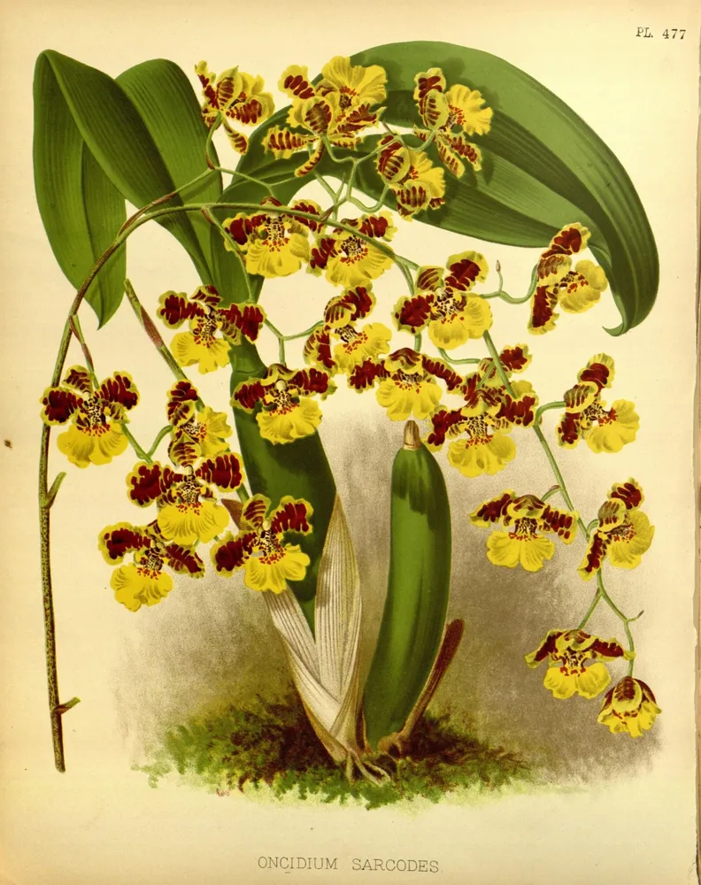oncidium sarcodes plant showing characteristic features