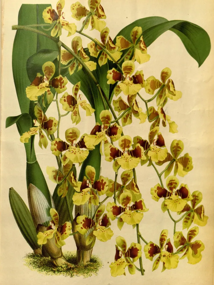 oncidium sarcodes plant showing characteristic features